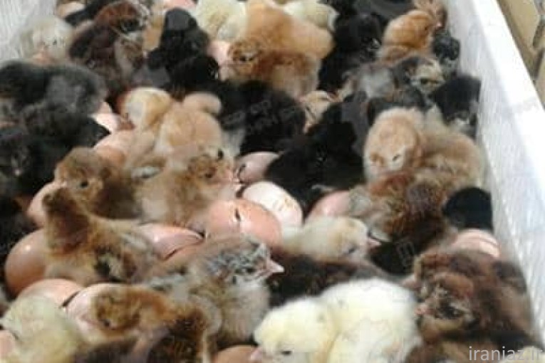 جوجه مرغ بومی