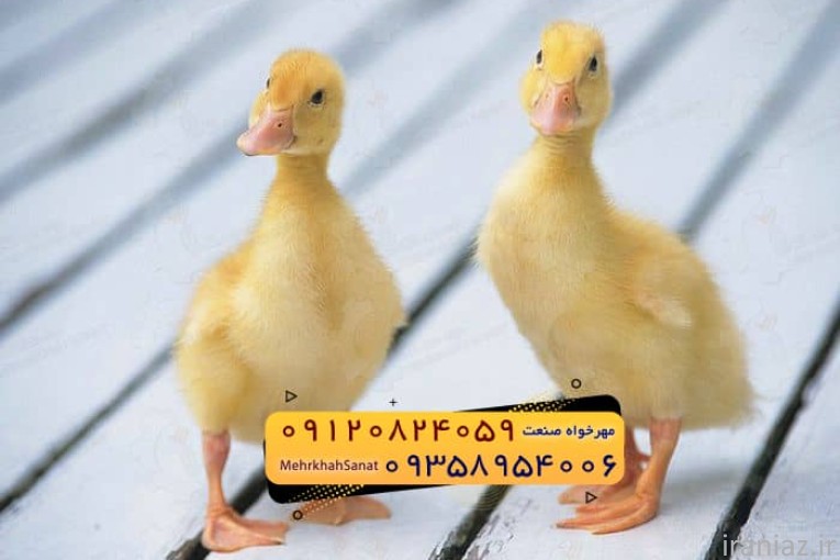 جوجه اُردک گوشتی