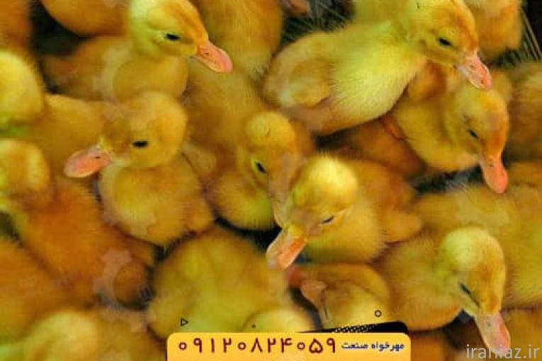 جوجه اُردک گوشتی