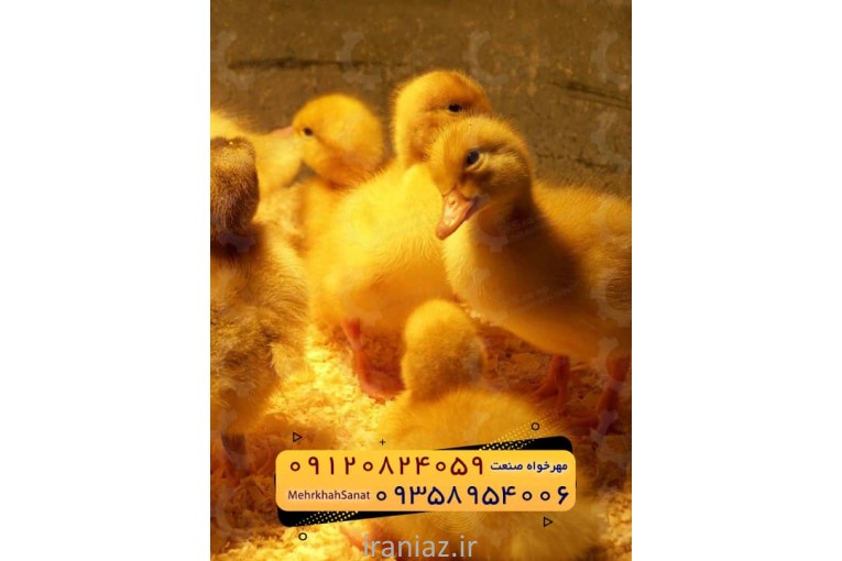 جوجه اُردک گوشتی