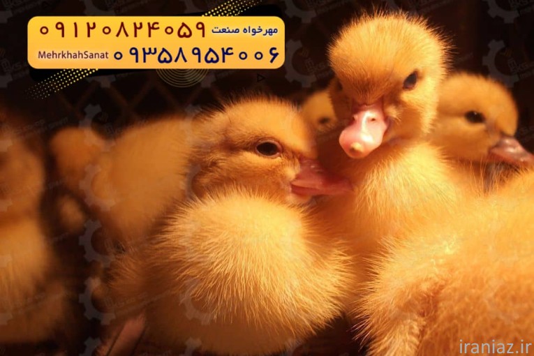 جوجه اُردک گوشتی