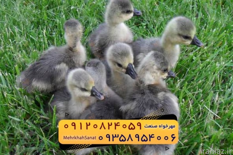 جوجه غاز گوشتی