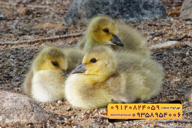 جوجه غاز گوشتی