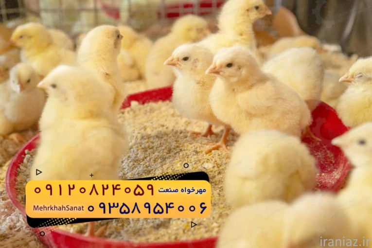 جوجه راس ۳۰۸