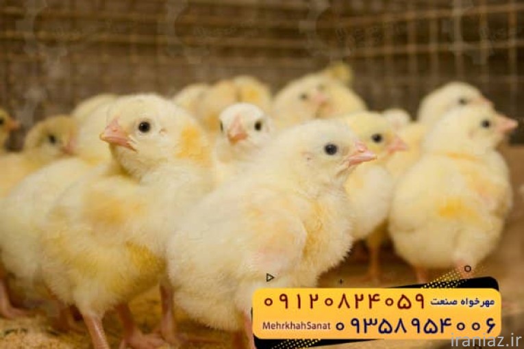 جوجه راس ۳۰۸