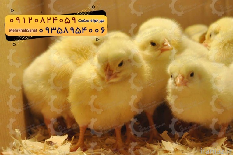 جوجه راس ۳۰۸