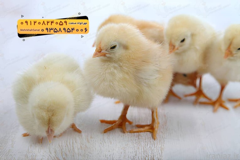 جوجه راس ۳۰۸