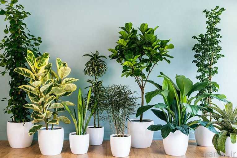 انواع گیاهان آپارتمانی با کیفیت و تنوع بی نظیر